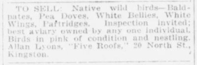 Kingston Gleaner 1924 11 01 p20